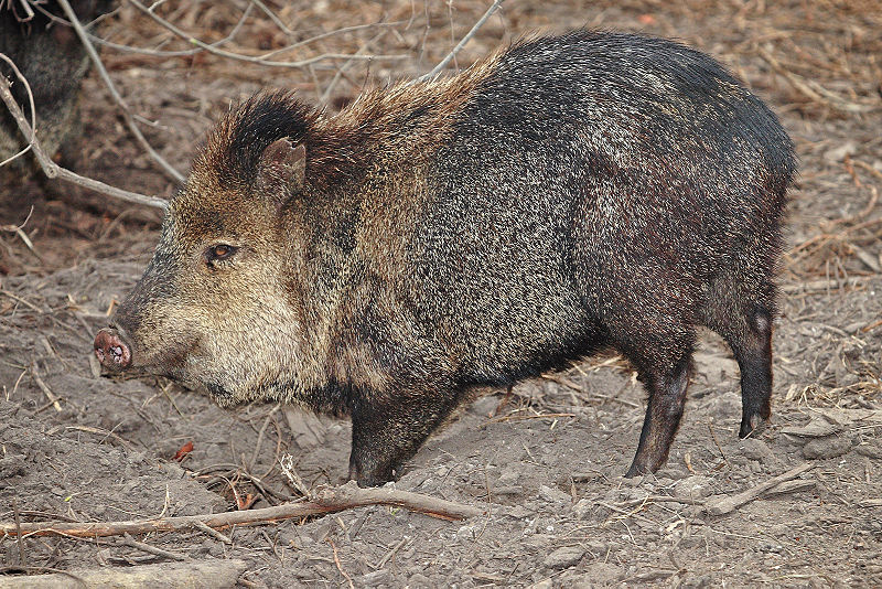 800px-Collared_peccary02_-_melbourne_zoo.jpg