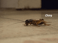 200w.gif